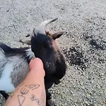 La Tiny Des Bougnats Teilhede