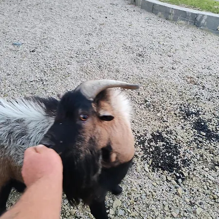 La Tiny Des Bougnats Semesterbostad *