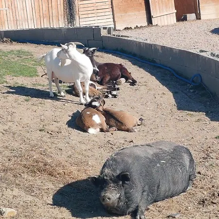 La Tiny Des Bougnats